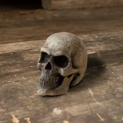Small Skull - Bone